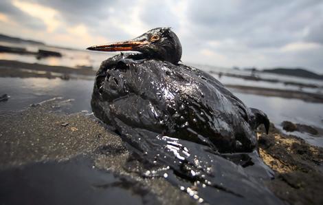 In a photo released by Korean Federation for Environmental Movement, a bird covered in fuel oil from the spill sits on the beach near Mallipo, South Korea.