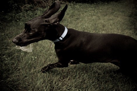 pet_portraits_shootingforyou-3