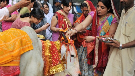 hindu-sacred-cow