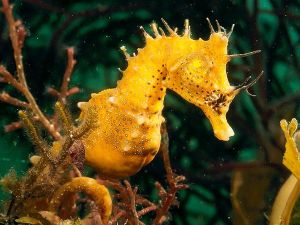 seahorse