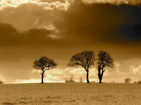 three-trees-horizon-wallpapers