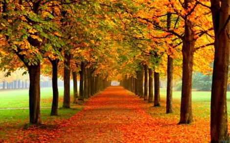 autumn_leaves_on_road