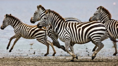 zebras