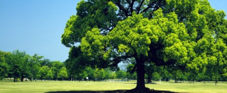 large tree park