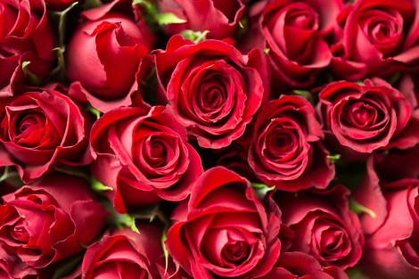red roses flowers